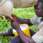 Uganda-milk-export-to-Kenya-678x381-30a32dbd