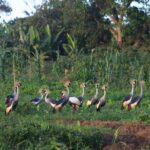 Crested-cranes-32fadbae