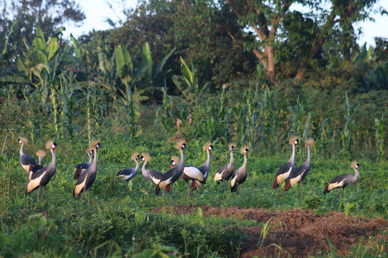 Crested-cranes-32fadbae