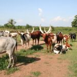 cattle-12d360d9