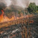 Bush-burning-d33b664b