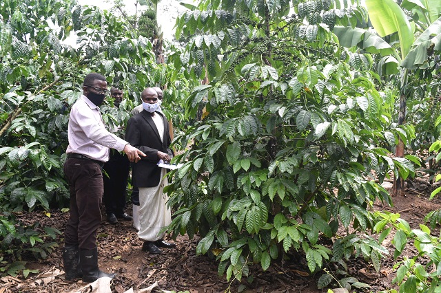 mayiga-coffee-farmers-576d461a