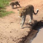 leopards-in-the-kasenyi